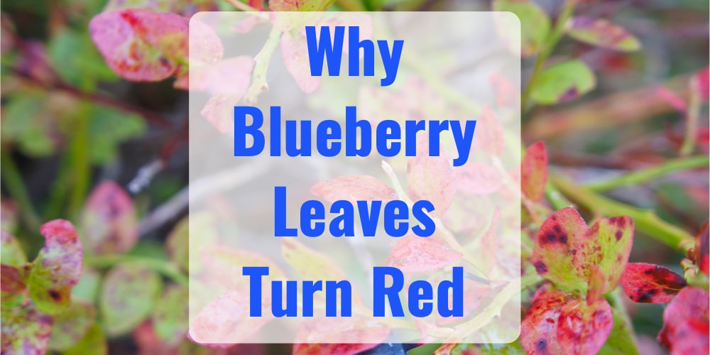 Why Your Blueberries Leaves are Turning Red GFL Outdoors