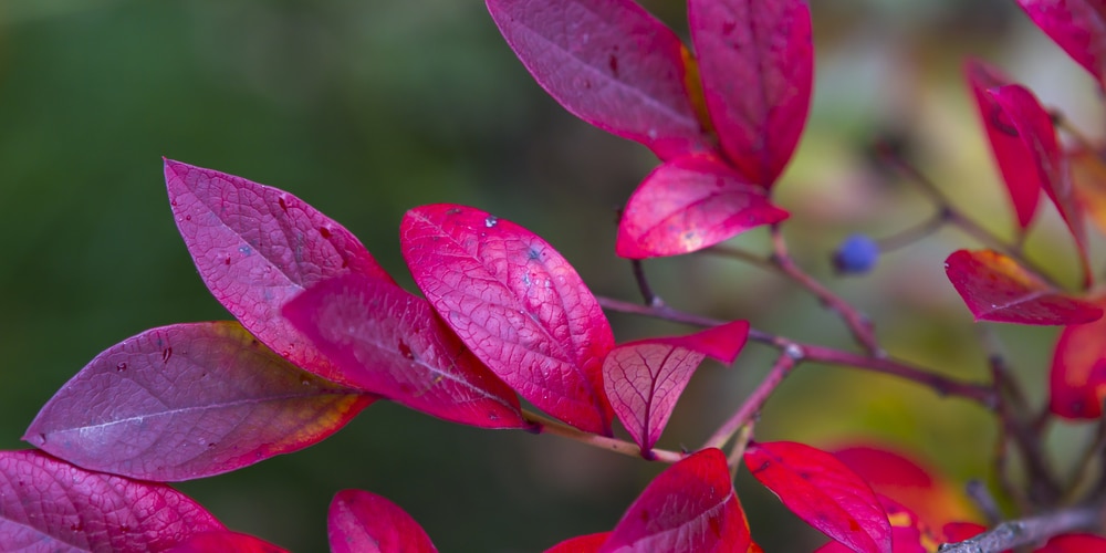 Why Blueberry Leaves Turn Red