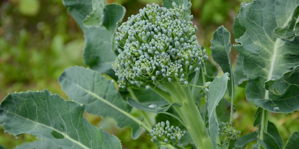 When to Plant Broccoli in Oregon?