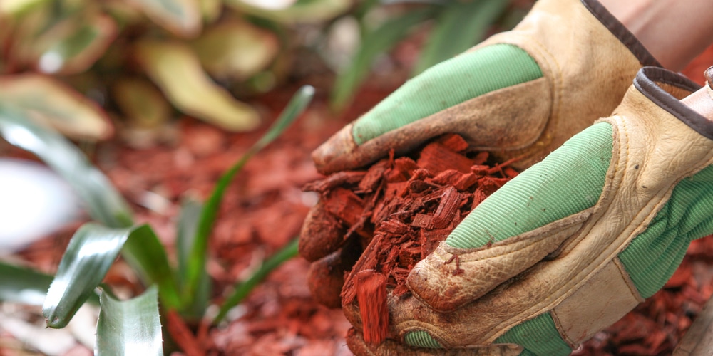 Ants in Mulch Bag