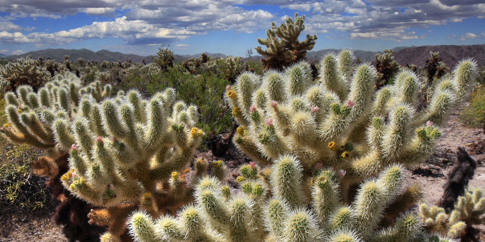 Spider Mites on Cactus Plants