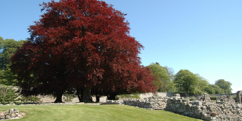 The copper beech has red leaves all year