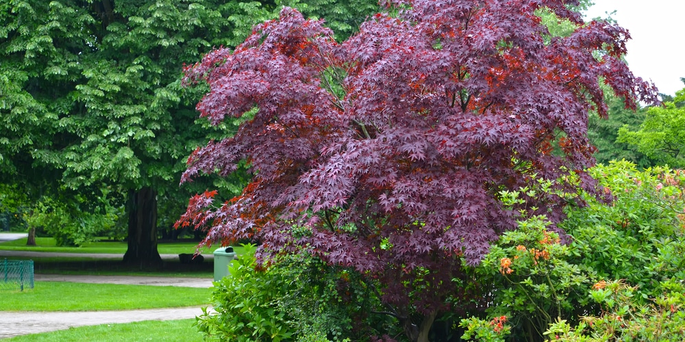 Trees With Burgundy Leaves