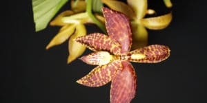 How Long Do Orchids Live?