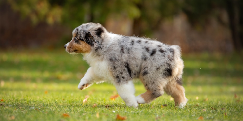 how to keep squirrels off shepherds hook