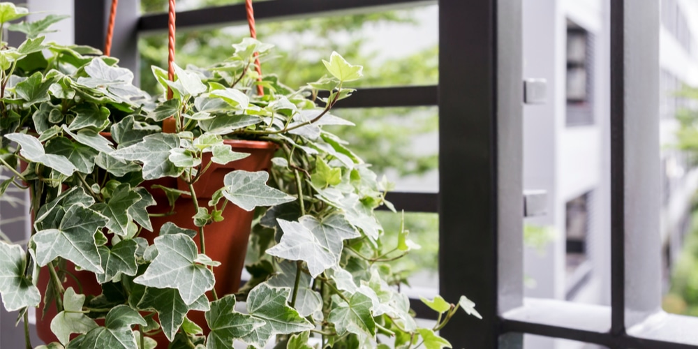 Hedera hibernica