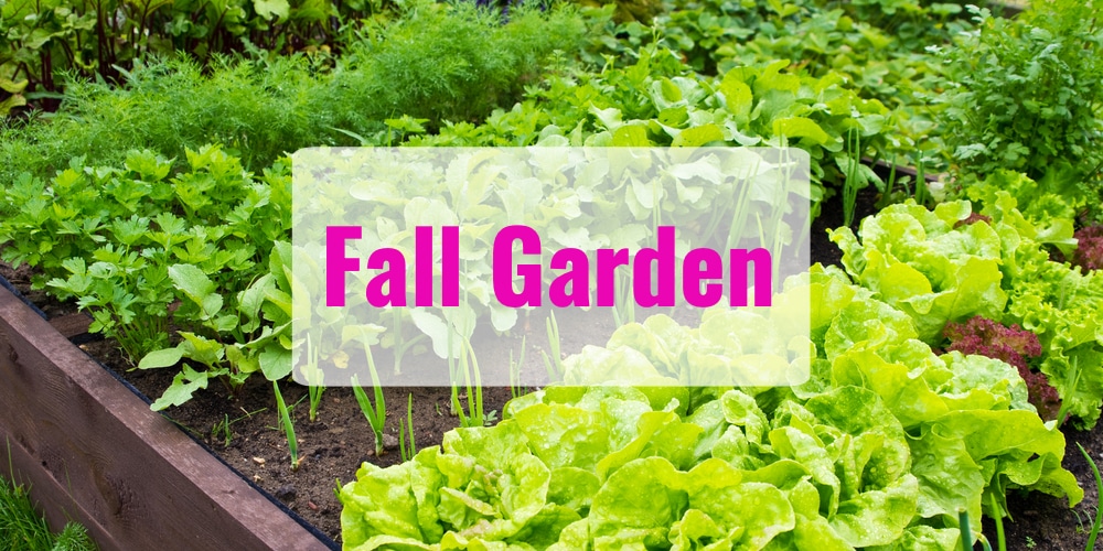 When to Plant a Fall Garden: A Guide for Any Region - GFL Outdoors