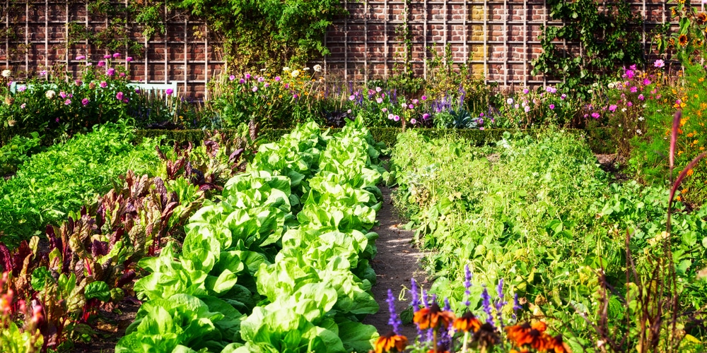 Florida fall vegetable garden