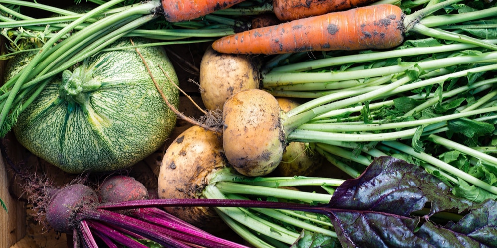 fall vegetables to plant in virginia