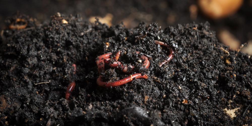 how much worm castings per gallon of soil