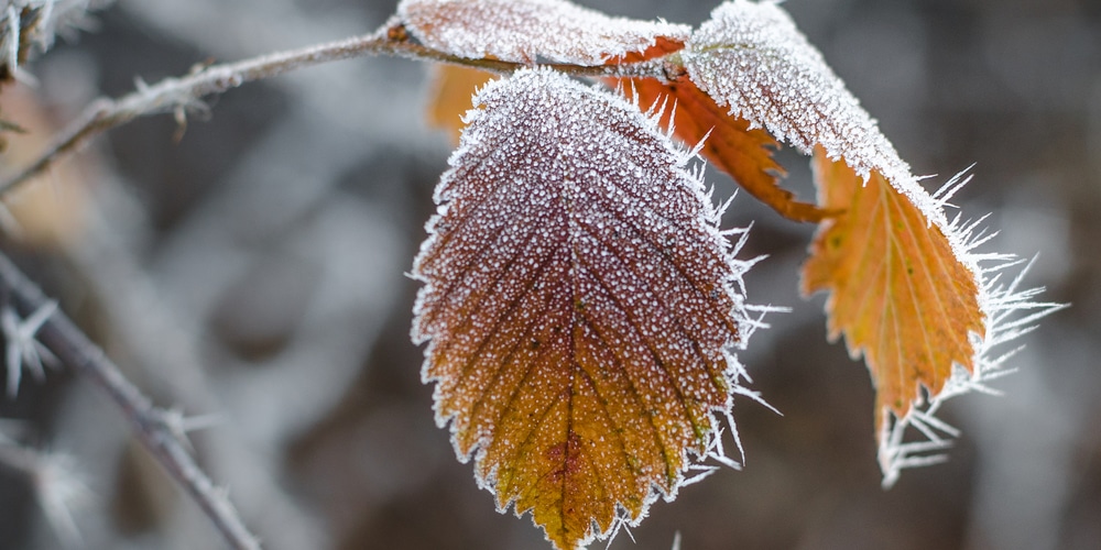 Plant a Garden after last frost