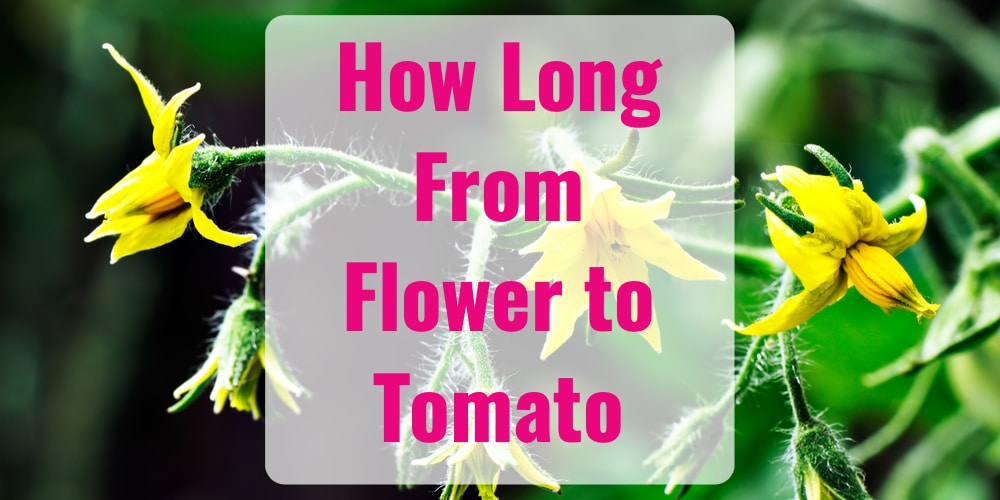 How Long from Flower to Tomato A Guide for All Types GFL Outdoors