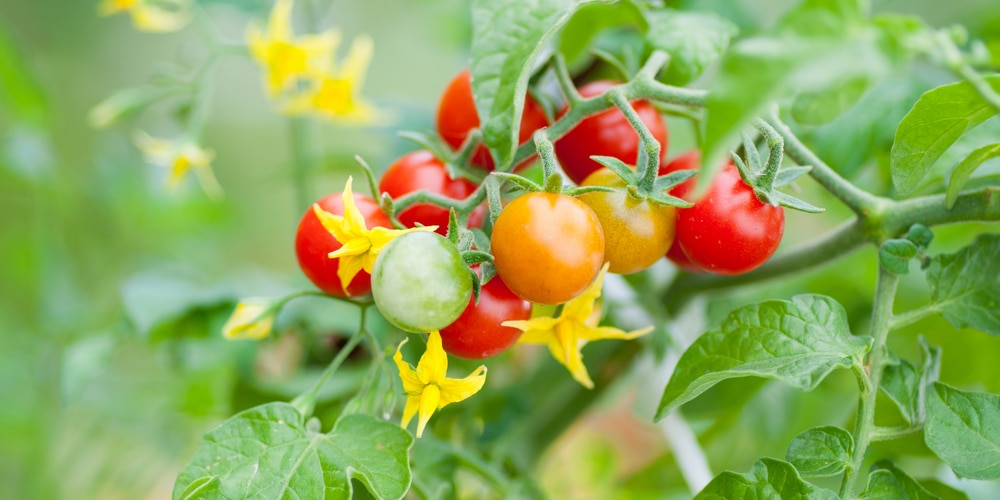 How To Tell If a Tomato Flower Is Pollinated