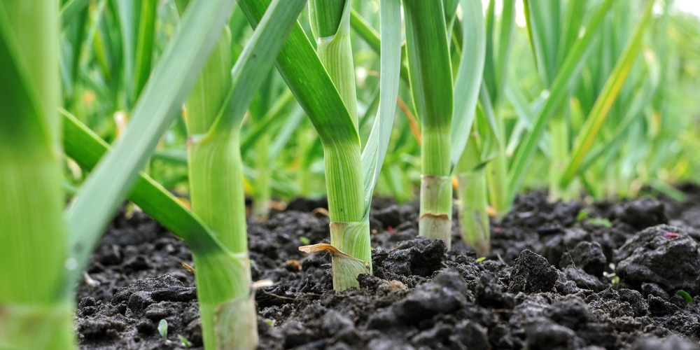 Types of Garlic that Grow in California