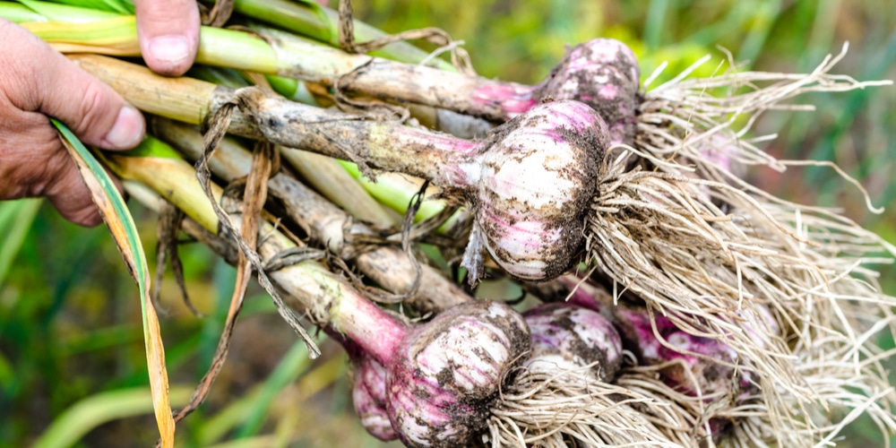 When to harvest of Garlic 