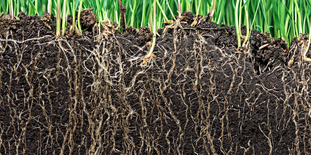 How Long Does Root Hormone Last?