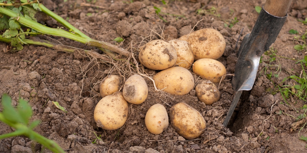 when to plant potatoes in western washington