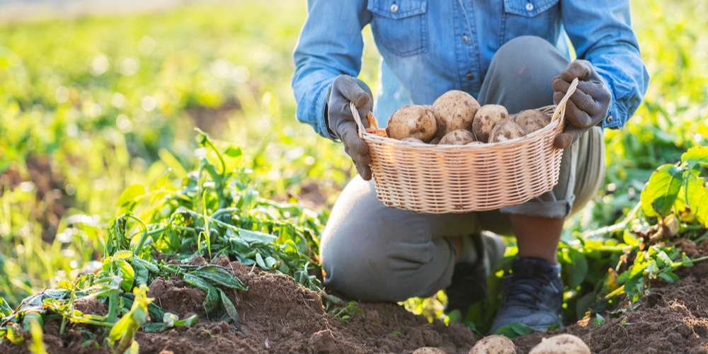 when to plant potatoes in Illinois