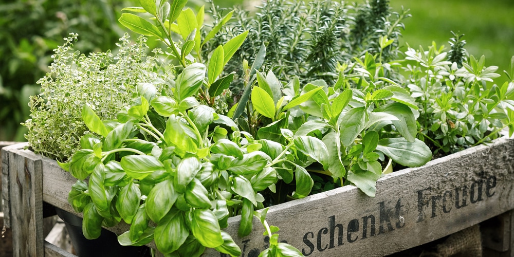 When to Plant an Herbs in Garden