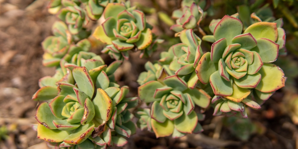 Can Succulents Grow in Sand