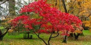 Multi Trunk Trees