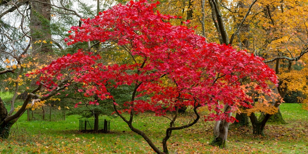 How Do You Plant A Japanese Maple In Clay Soil