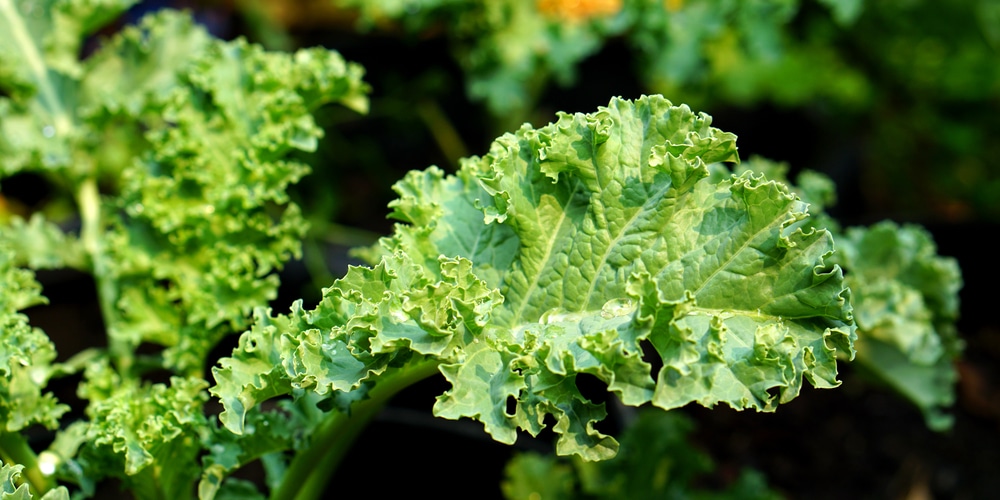 What is eating my kale leaves? 