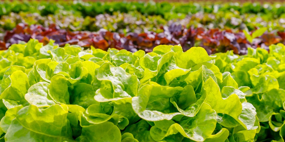 growing lettuce in summer