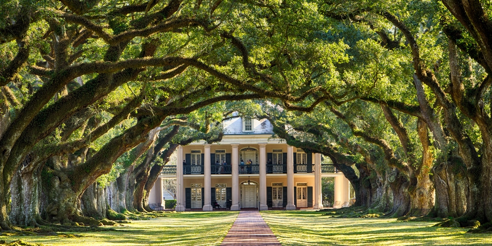 growing grass under oak trees in texas