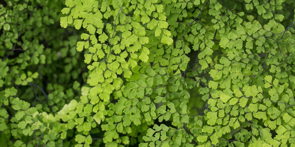 Maidenhair Fern