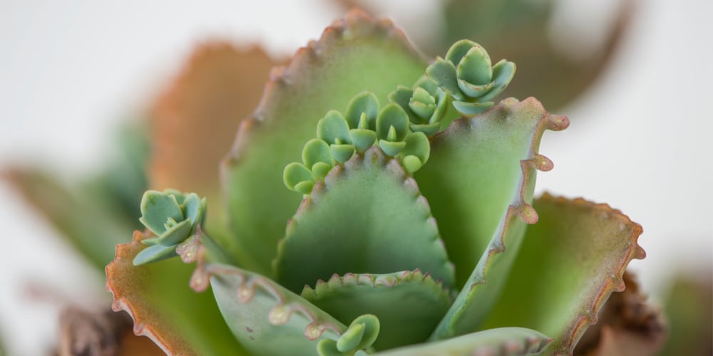 Mother of Thousands