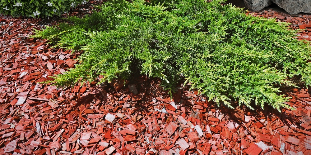 Cypress vs Cedar Mulch Insect Control