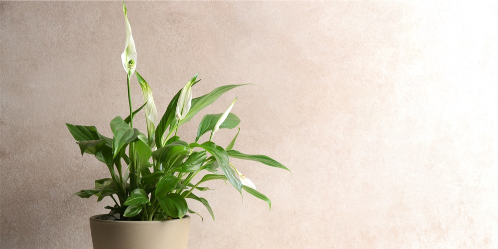 How to Prune a Peace Lily