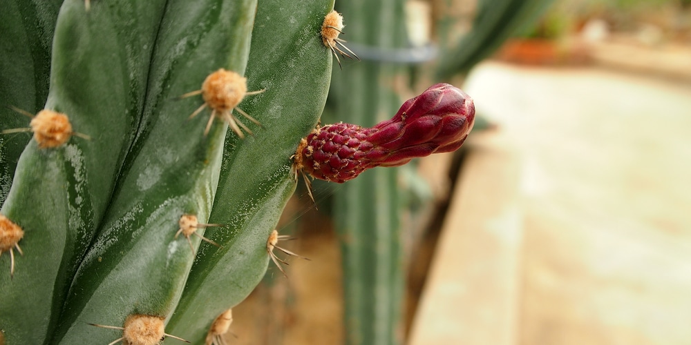 Peruvian Torch Cactus Poisonous