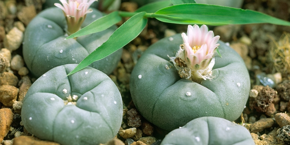 Peyote Cactus