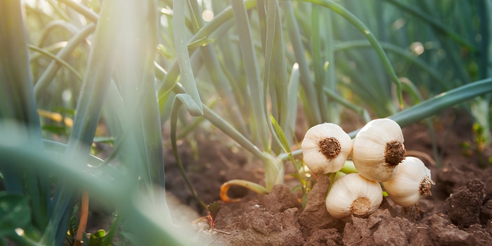 my garlic is sprouting can i plant it