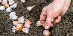 When to Plant Garlic