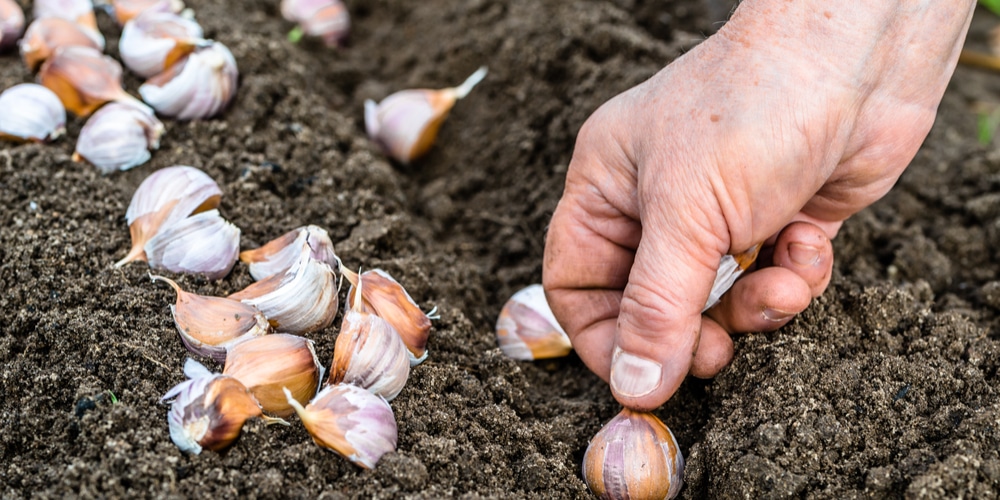 When to plant Garlic in CA