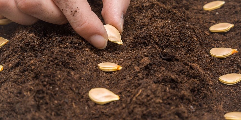 When to Plant Pumpkins in California