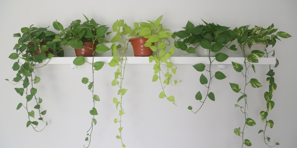 Make a Pothos Plant Fuller and Bushier