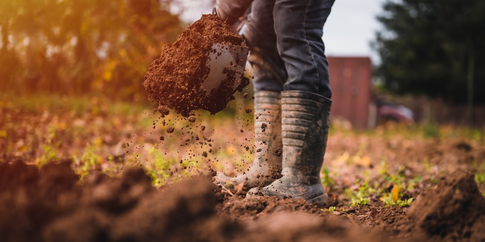 Prepare the Lawn for St. Augustine Plugs