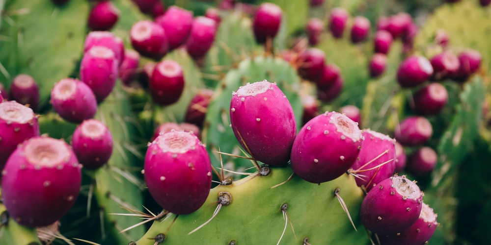 Flowering Cactus in Florida