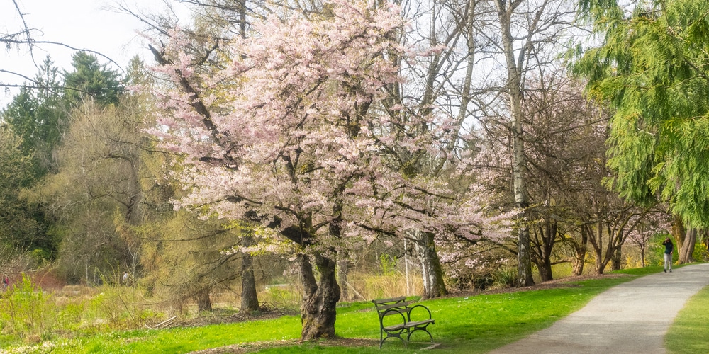 Prunus serrulata