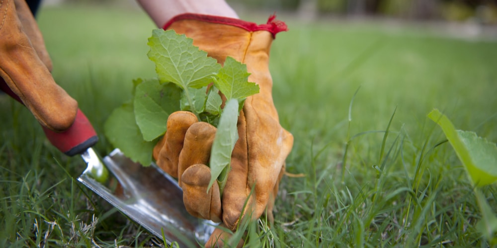 How to Kill Weeds in Winter