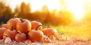 When to Plant Pumpkins in Oregon