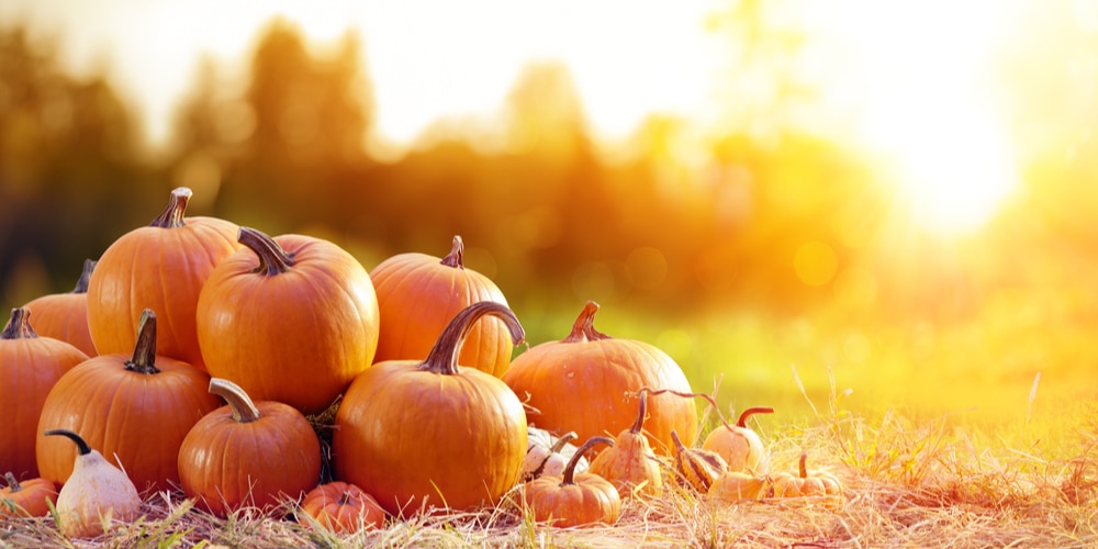 When to plant pumpkins in Arizona