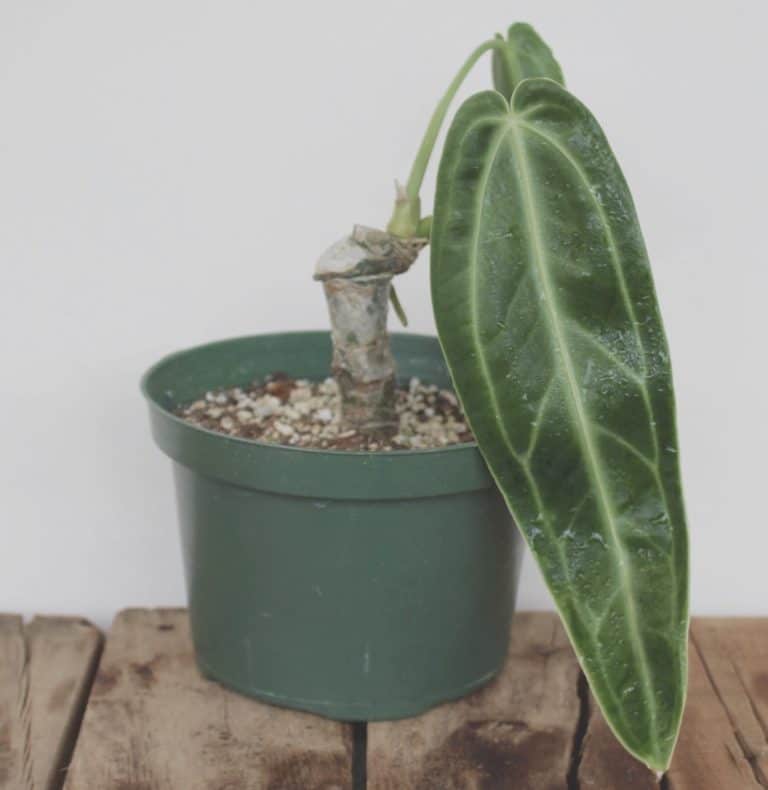 A Guide to the Anthurium Warocqueanum, Queen Anthurium GFL Outdoors