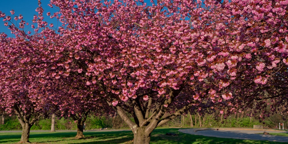 flowering trees in Georgia