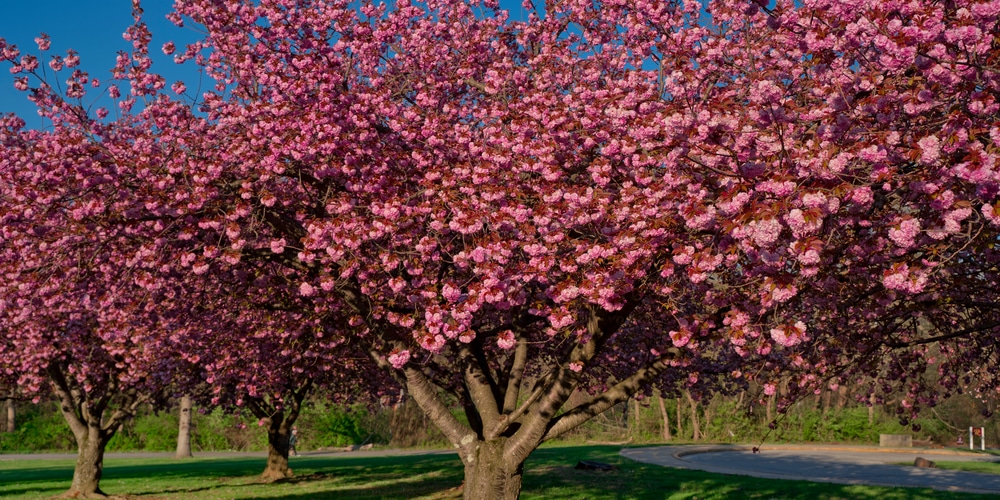 Small Trees with Pink Flowers