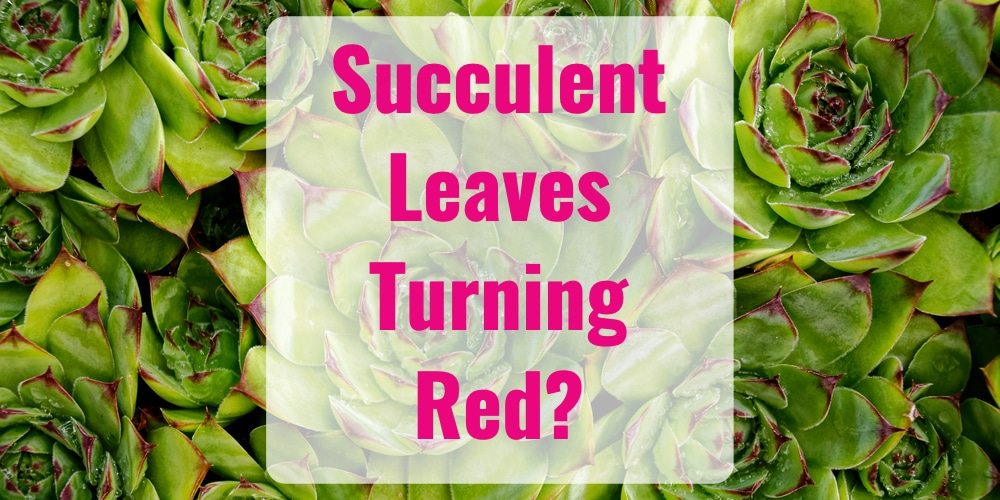 Why Is My Succulent Turning Red? GFL Outdoors